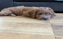 Cockapoo dogs for sale: Toy Cockapoo  - Image 8