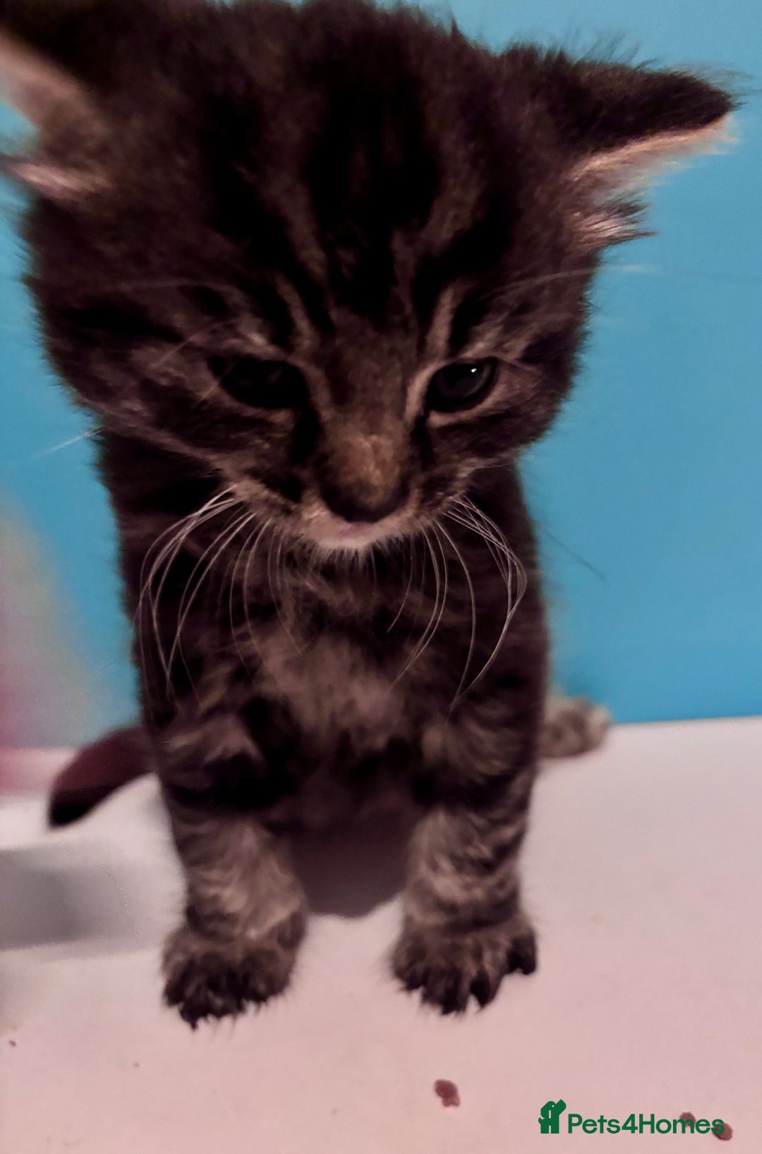 Mixed Breed cats for sale: Kittens  - Advert 6