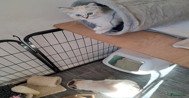 Ragdoll cats - Advert 10