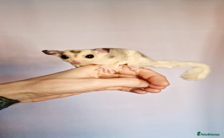 Sugar Glider rodents - Advert 1