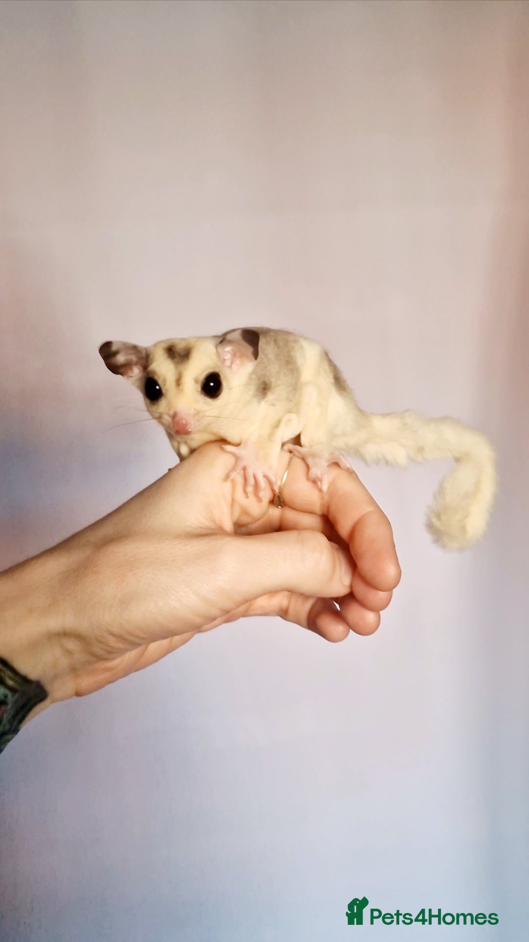 Sugar Glider rodents for sale: Mosaic Joey and his Mum £500 ONO - Image 1
