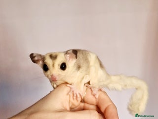 Sugar Glider rodents - Advert 3