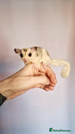 Sugar Glider rodents - Advert 15
