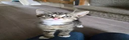 British Shorthair cats for sale: Kittens - Advert 10