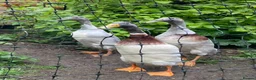 Ducks poultry for sale: Purebred Indian Runner drakes in Minehead - Advert 3