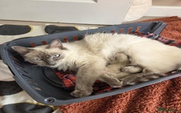 Ragdoll cats for sale: Ragdoll Kittens  - Image 6