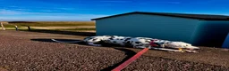 Dalmatian dogs for sale: Female deaf Dalmatian  in Southsea - Advert 29