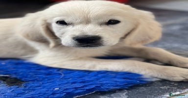 Golden Retriever dogs - Advert 16