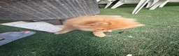 Pomeranian dogs for sale: Beautiful Pomeranian Girl  - Advert 6