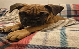 Mixed Breed dogs for sale: Bullmastiff x puppies 🐶  - Advert 35