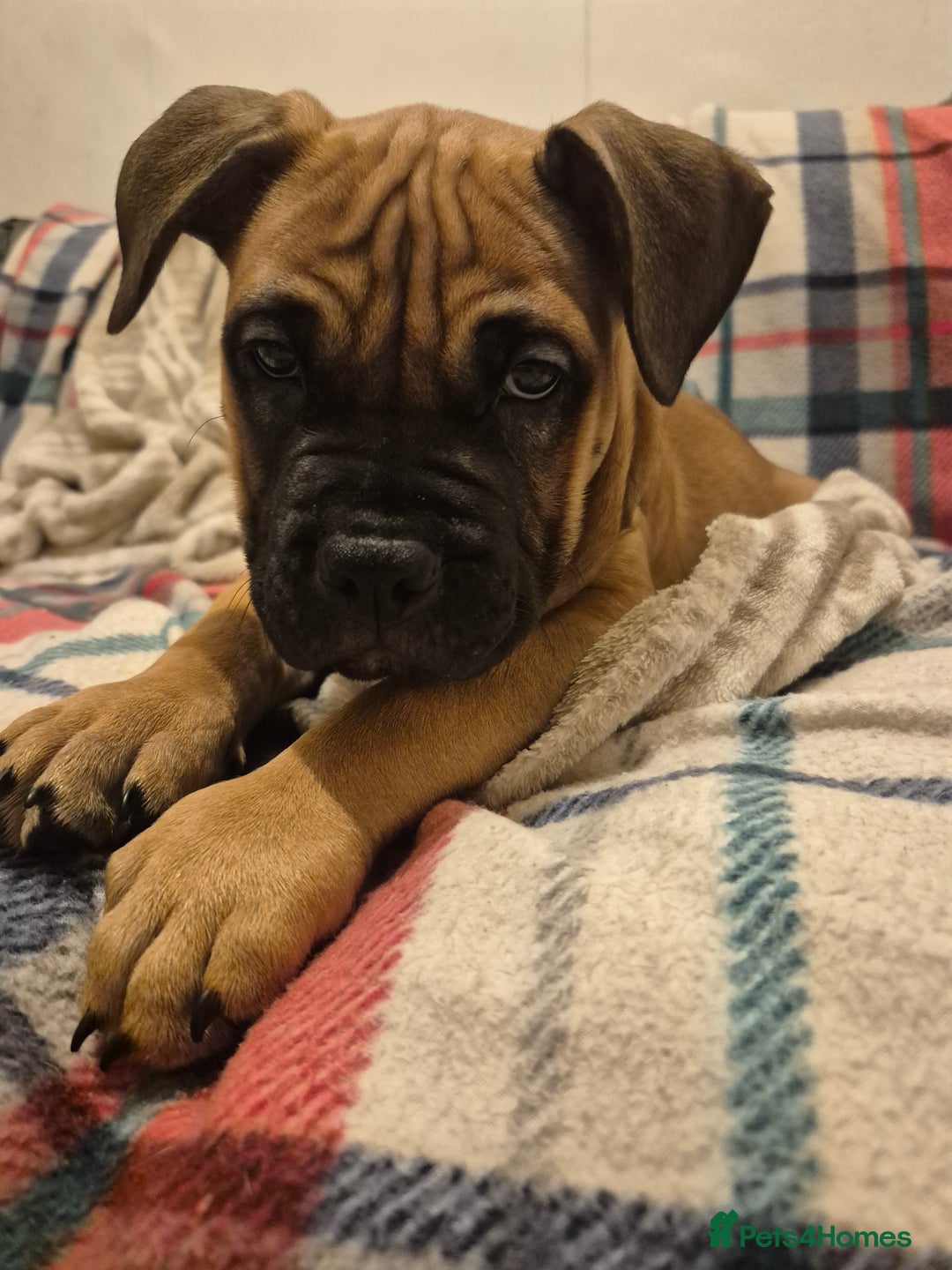 Mixed Breed dogs for sale: Bullmastiff x puppies 🐶  - Advert 35