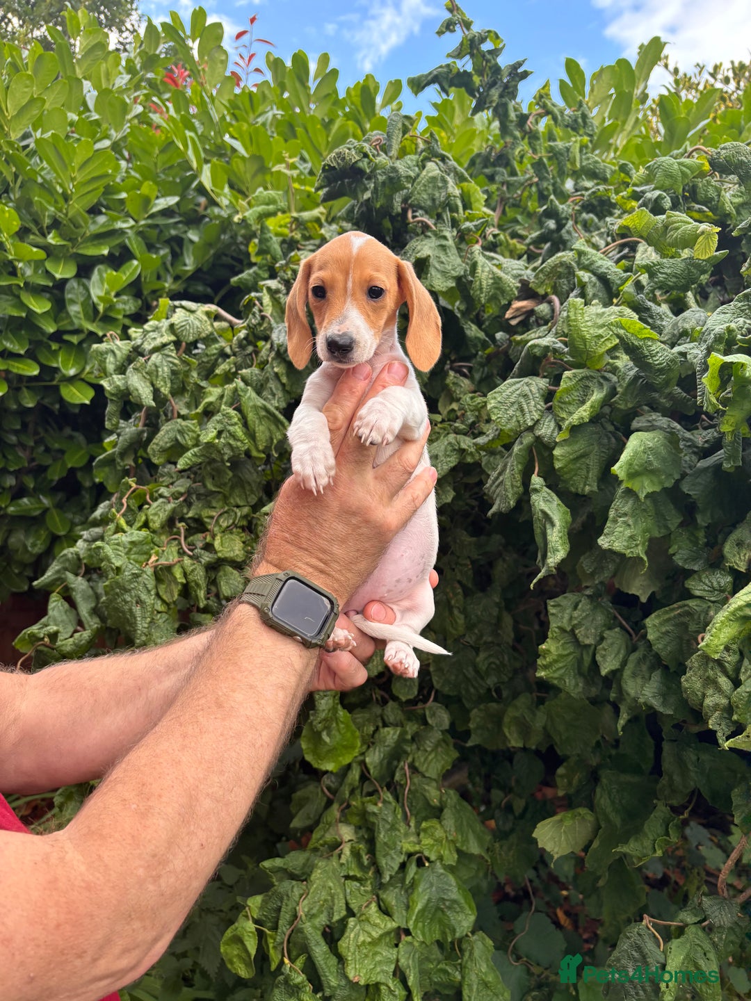 Miniature Dachshund dogs for sale: Pure Piebald Miniature Dachshunds Champion Lines - Image 17