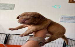 Dogue De Bordeaux dogs for sale: KC reg Dogue de Bordeaux puppies  - Image 24