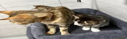 Bengal cats for sale: 🐾 2 Beautiful Bengal Cross Female Kittens  🐾 - Advert 6