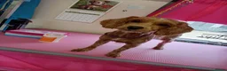 Cockapoo dogs for sale: Connie the cockapoo - Advert 6