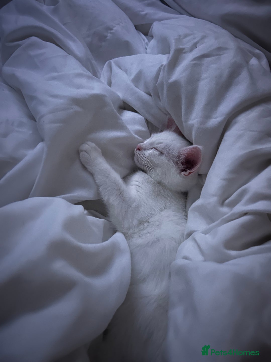 Mixed Breed cats for sale: Beautiful white 10 week old kitten  - Advert 2