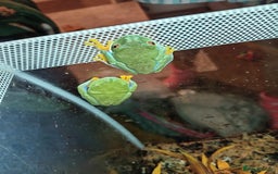Frog reptiles for sale: Two baby red eye tree frogs - Image 6