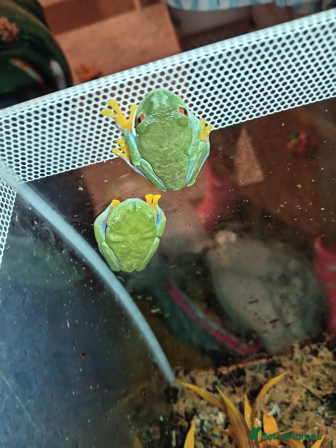 Frog reptiles for sale: Two baby red eye tree frogs - Image 6