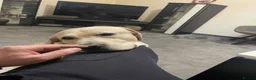Mixed Breed dogs for sale: Looking for his new home and loving people in Banstead - Advert 5