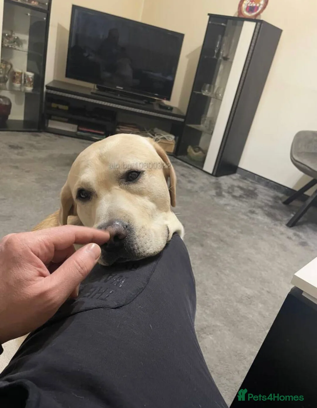 Mixed Breed dogs for sale: Looking for his new home and loving people in Banstead - Advert 5