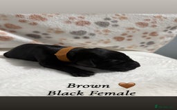 Labrador Retriever dogs for sale: Labrador puppies  - Image 5