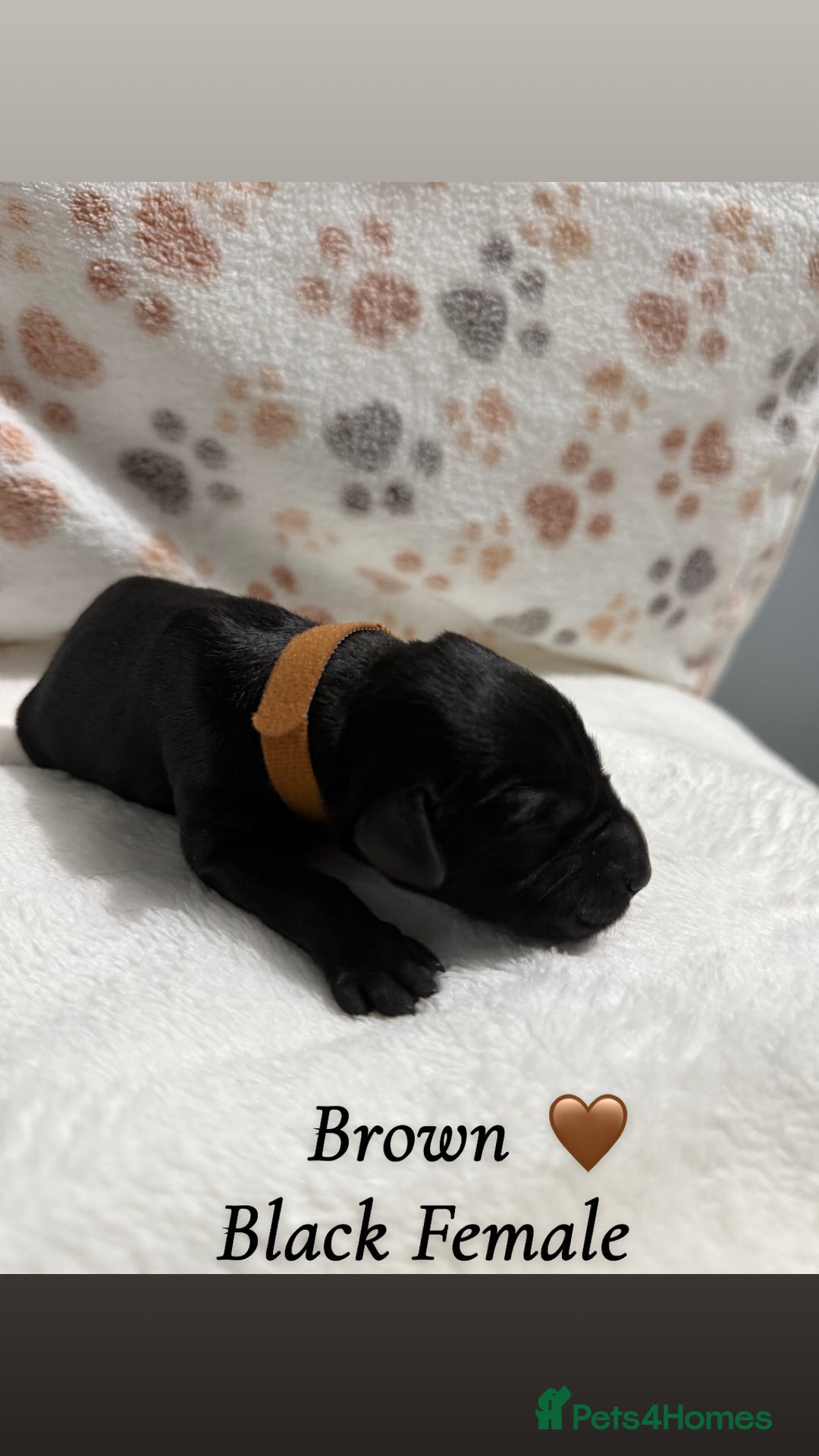 Labrador Retriever dogs for sale: Labrador puppies  - Image 5