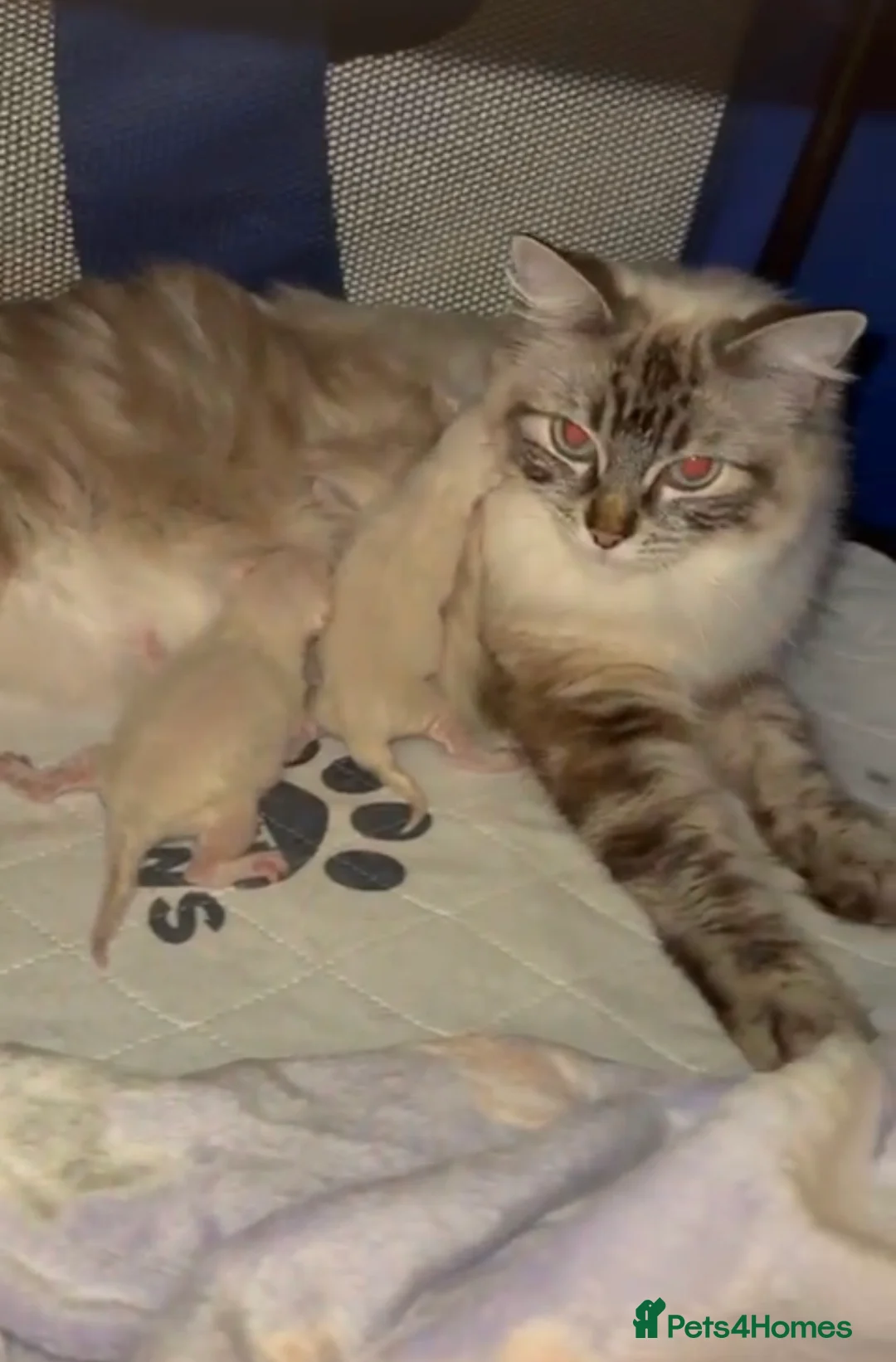 Ragdoll cats for sale: Stunning ragdolls available  in London - Advert 2