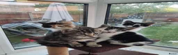 Domestic Shorthair cats for sale: 4 little kittens are looking for a family in Norwich - Advert 1
