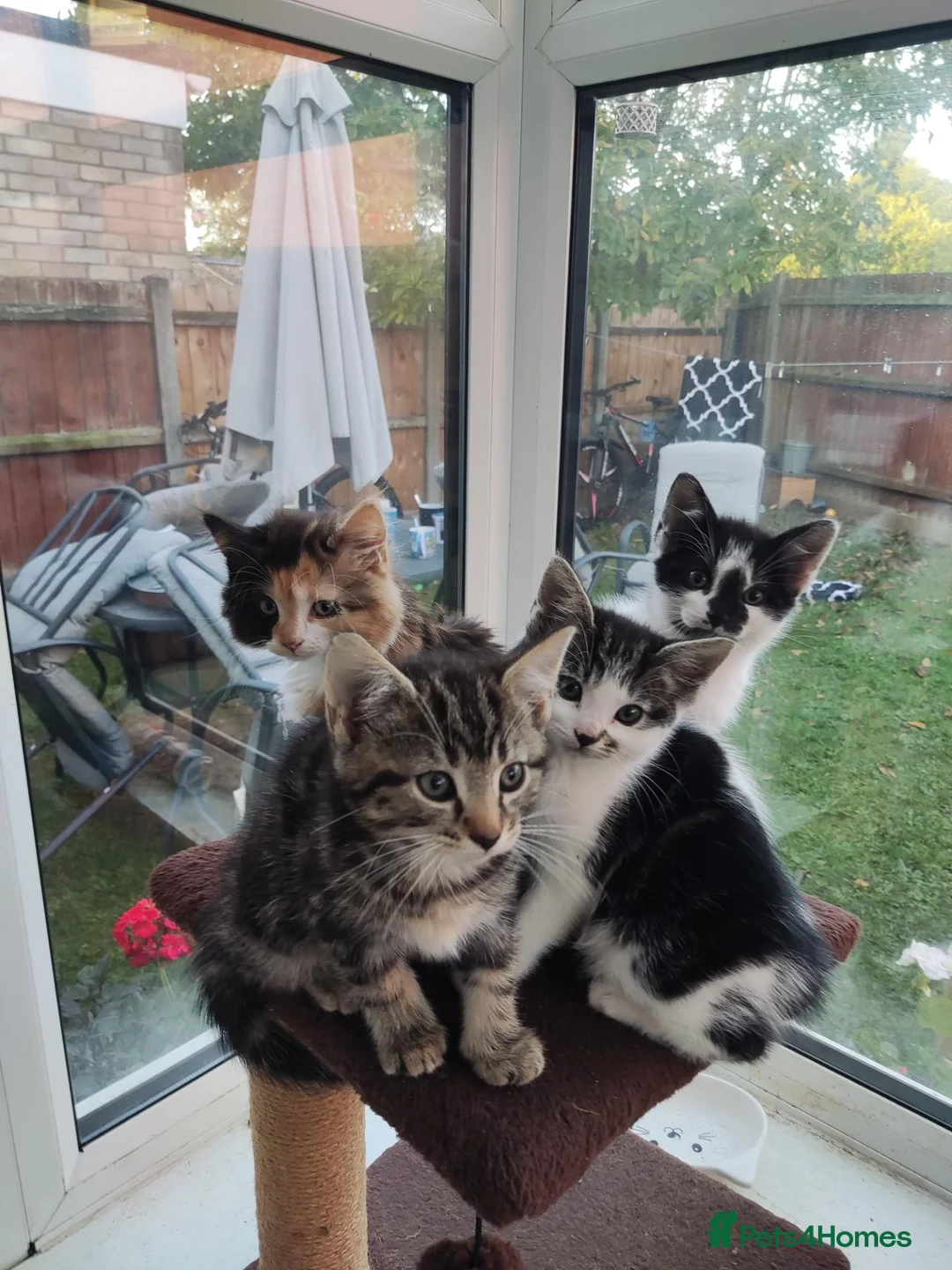 Domestic Shorthair cats for sale: 4 little kittens are looking for a family in Norwich - Advert 1
