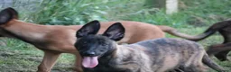 Belgian Shepherd Dog dogs for sale: Pups from world champion CHANCE - Advert 25