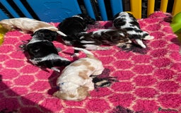 Cocker Spaniel dogs for sale: Ready now - fully health tested show cocker boy  - Image 10