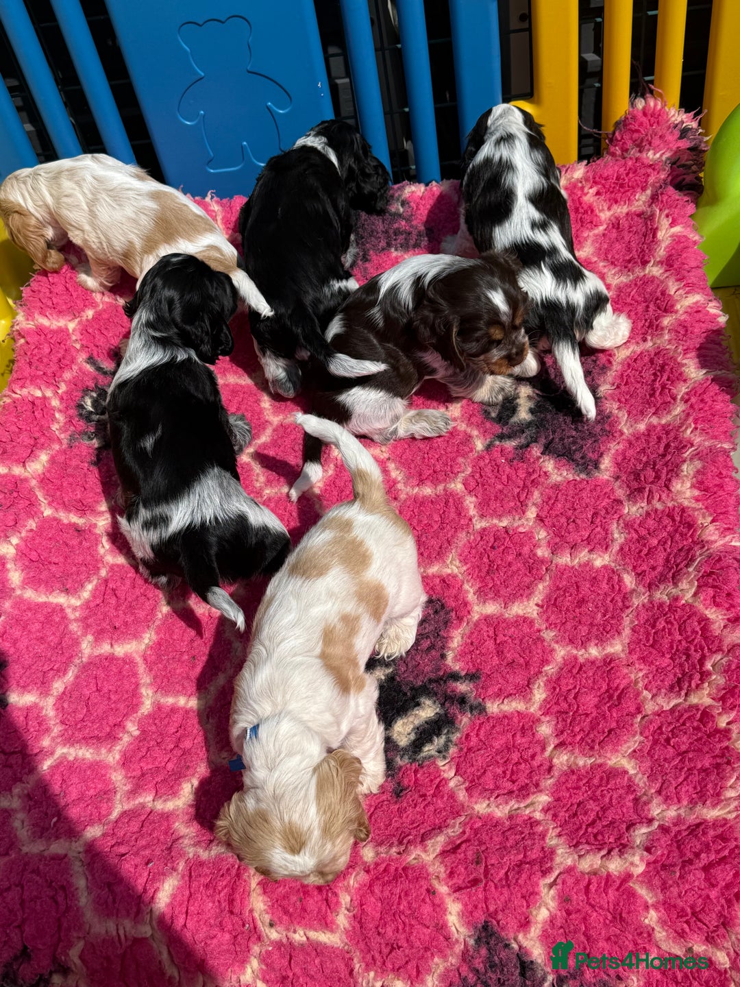 Cocker Spaniel dogs for sale: Ready now - fully health tested show cocker boy  - Image 10