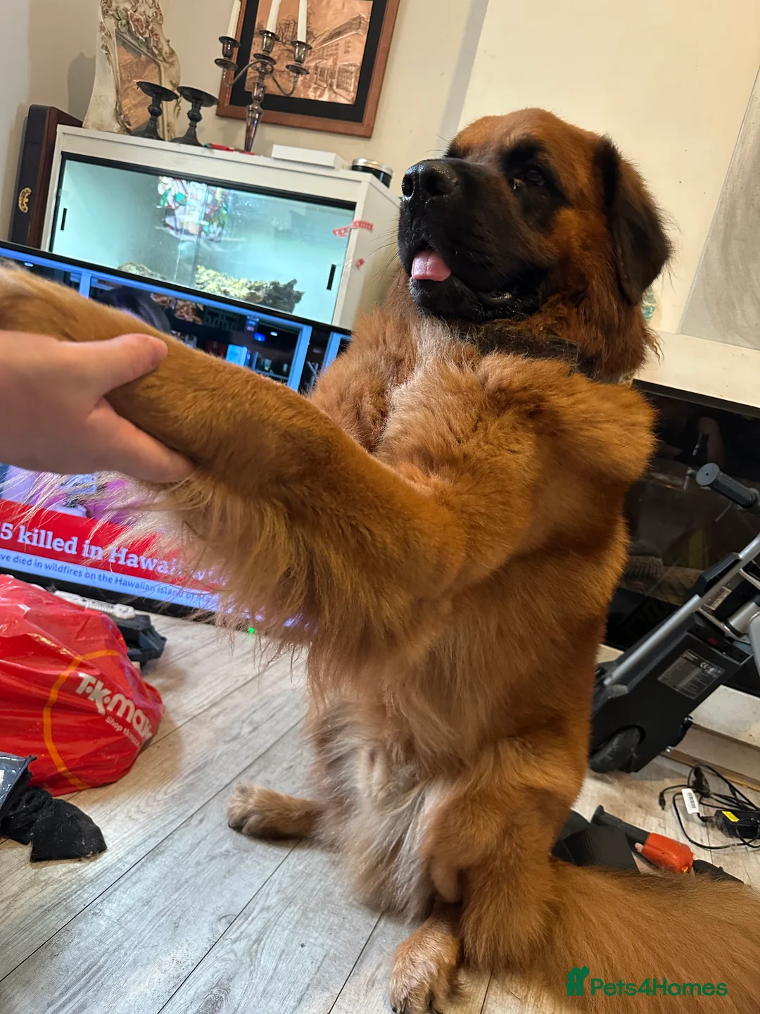 Mixed Breed dogs for sale: Saint Bernard mix - Advert 3