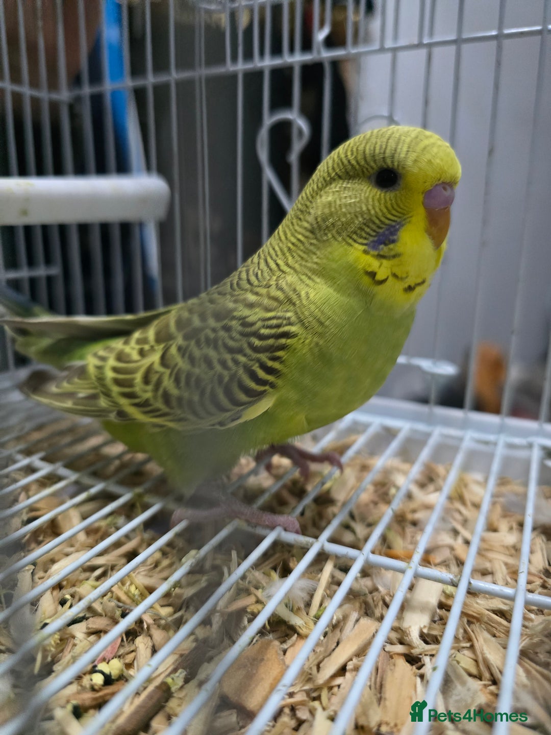Budgerigars birds for sale: Baby Budgies - Image 4
