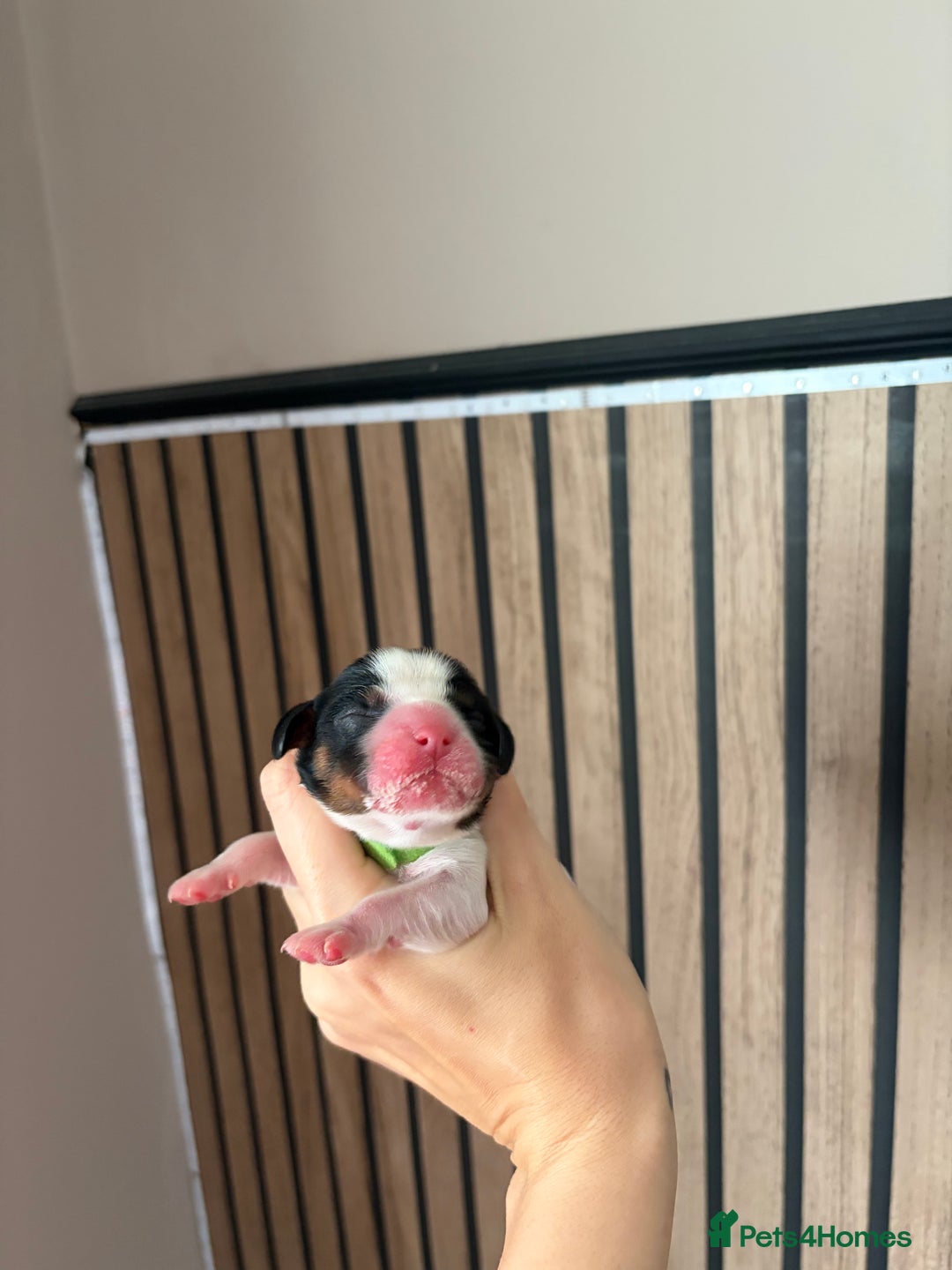 Cavalier King Charles Spaniel dogs for sale: Beautiful Cavalier King Charles Puppies - Advert 7