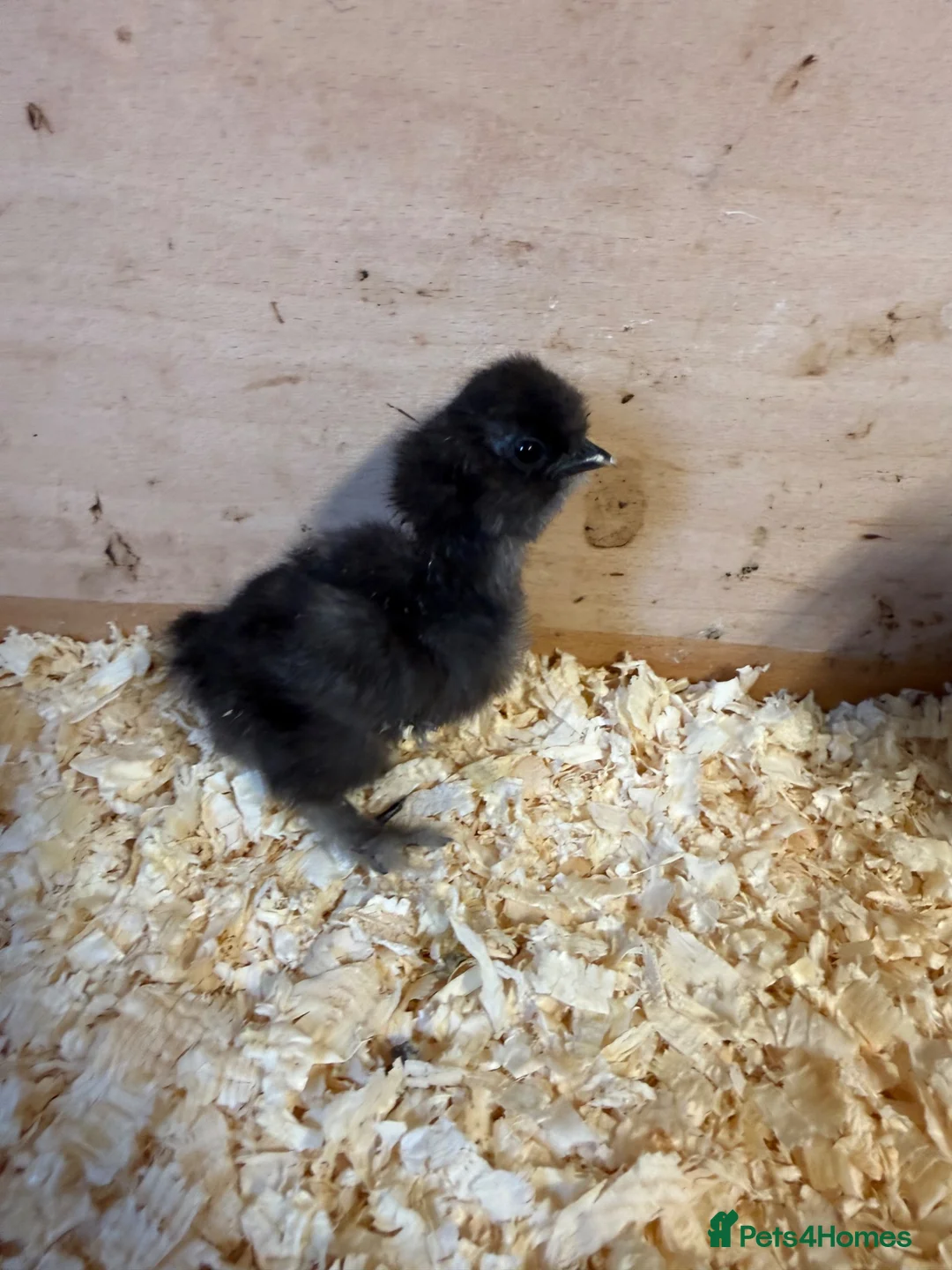 Chickens poultry for sale: 2 silkie chicks USA available - Advert 2