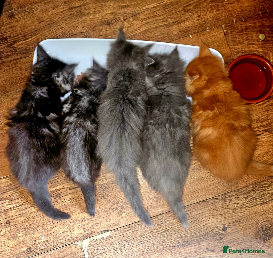 Maine Coon cats for sale: *PRICE DROP* ONLY 1 GIRL LEFT!!! *READY NOW* GCCF! in Alfreton - Image 5