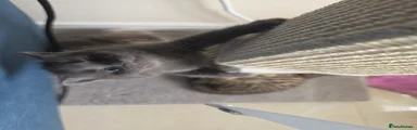 British Shorthair 4