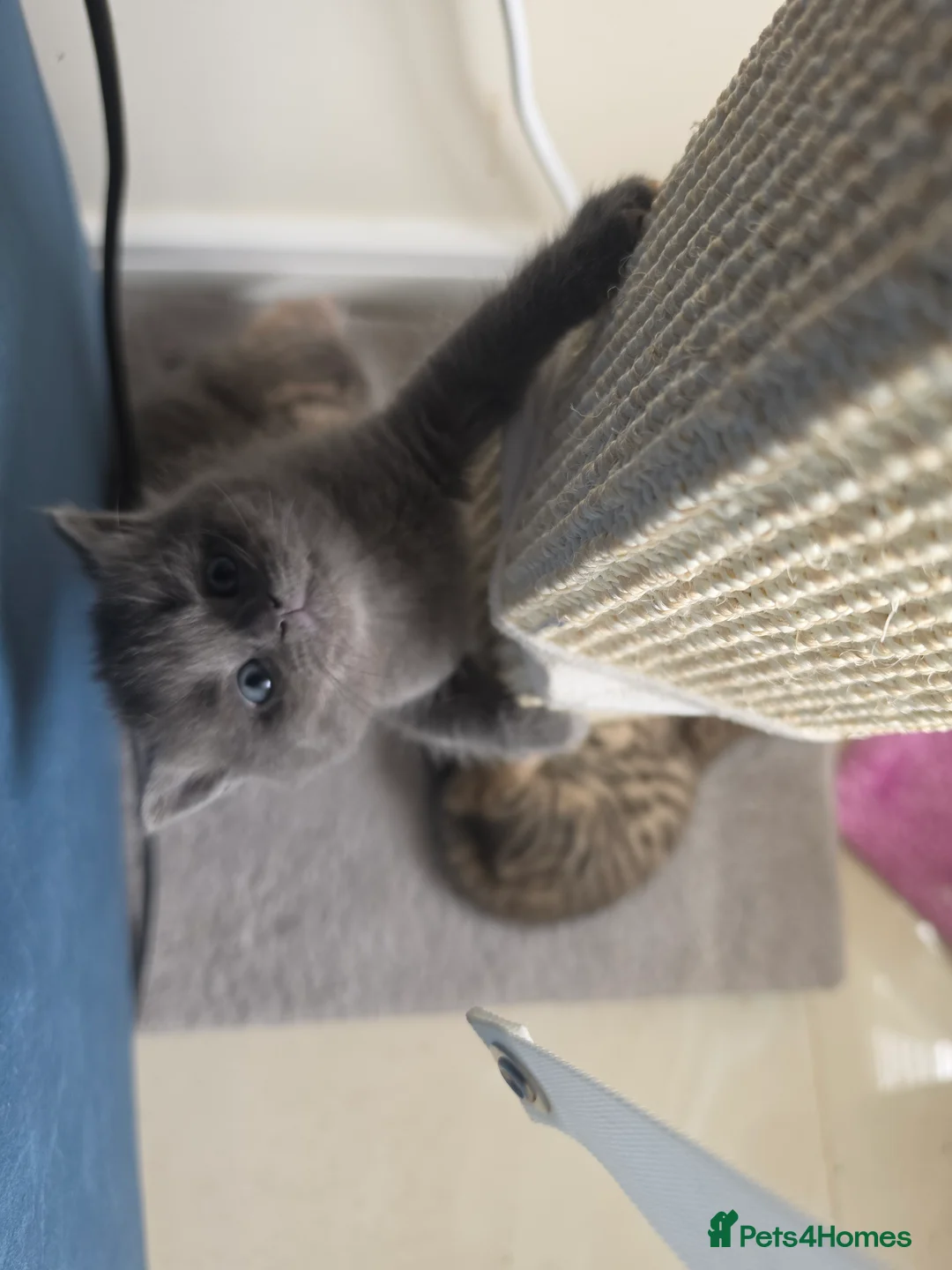 British Shorthair cats for sale: Bsh Kittens ready to go  in Glasgow - Advert 2