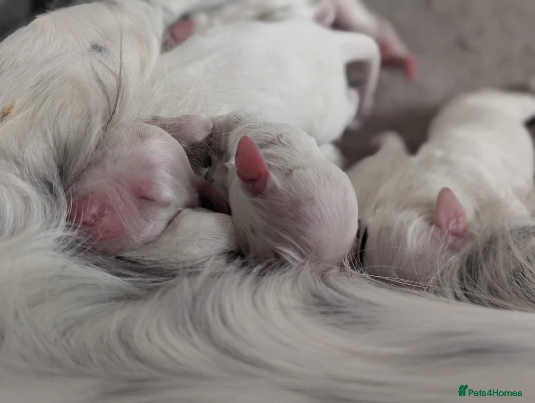 English Setter dogs for sale: Field type English Setters in Woking - Advert 2