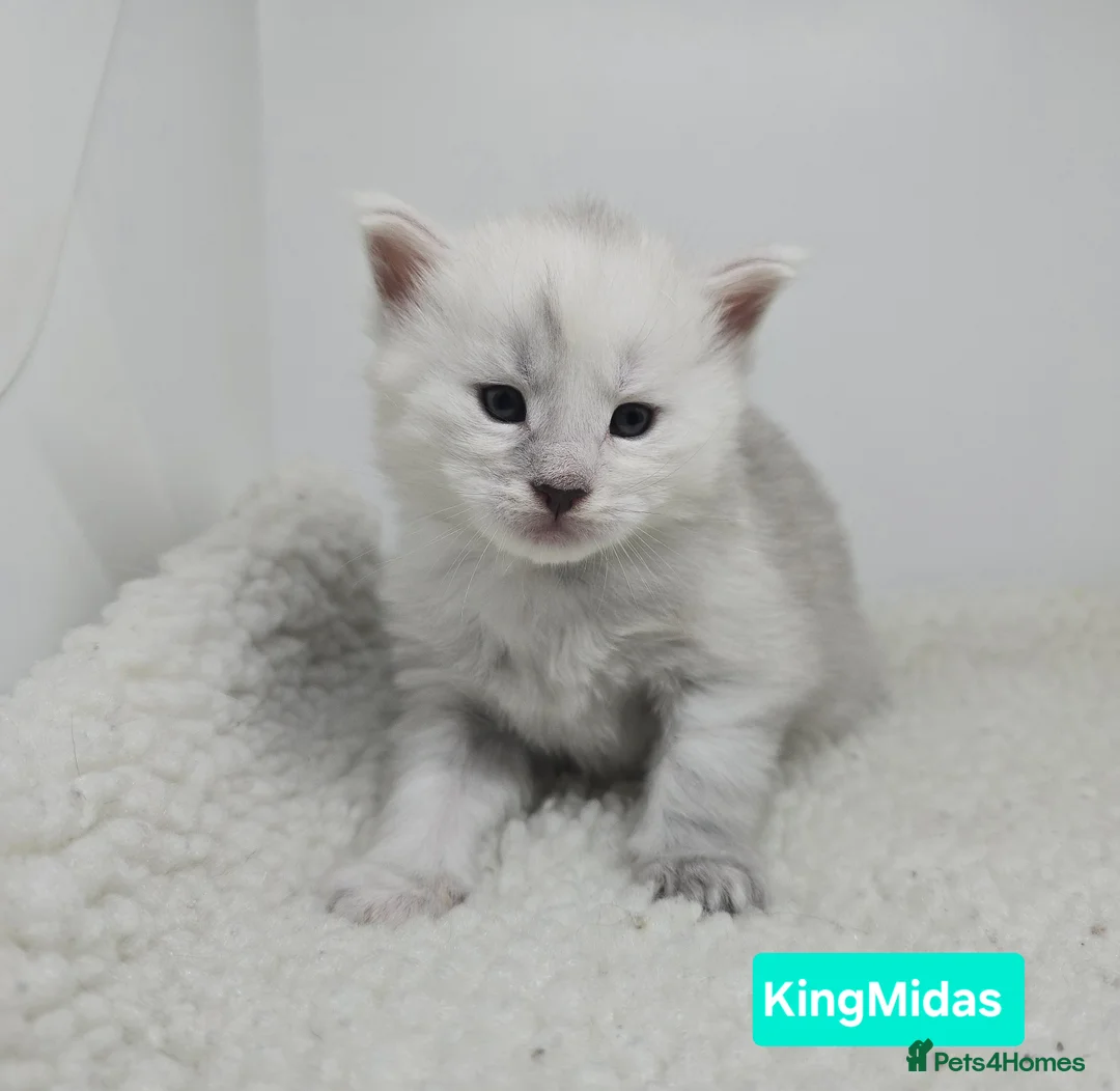 Maine Coon cats for sale: Rare Stunning Blue Shaded Maine Coon Kitten - Advert 3