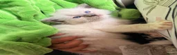 Ragdoll cats for sale: Pedigree Ragdoll Kittens GCCF Registered   in Dagenham - Advert 4