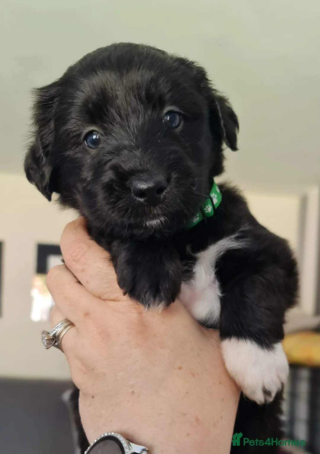 Mixed Breed dogs for sale: ☀️🌙Waiting list open🌙☀️ - Advert 11