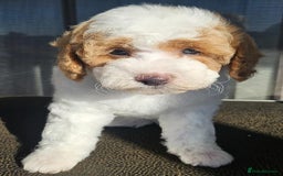 Cavapoo dogs for sale: Beautiful, mini Cavapoo Puppies - Image 7