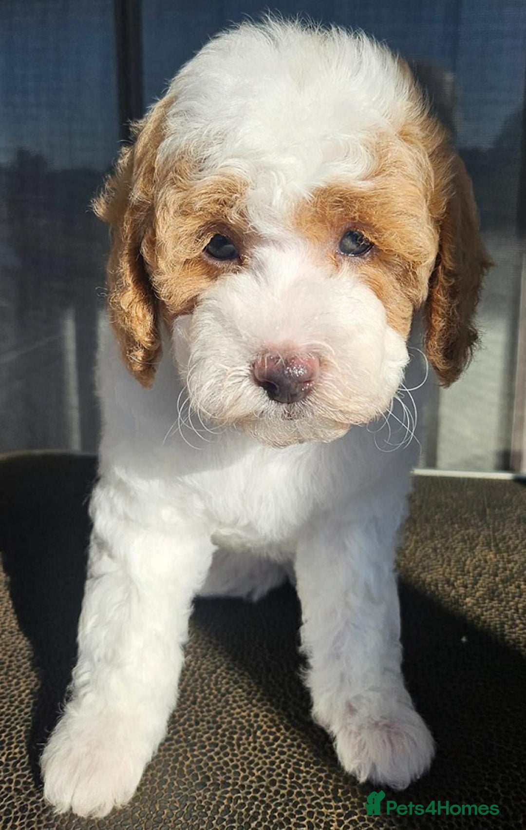 Cavapoo dogs for sale: Beautiful, mini Cavapoo Puppies - Image 7