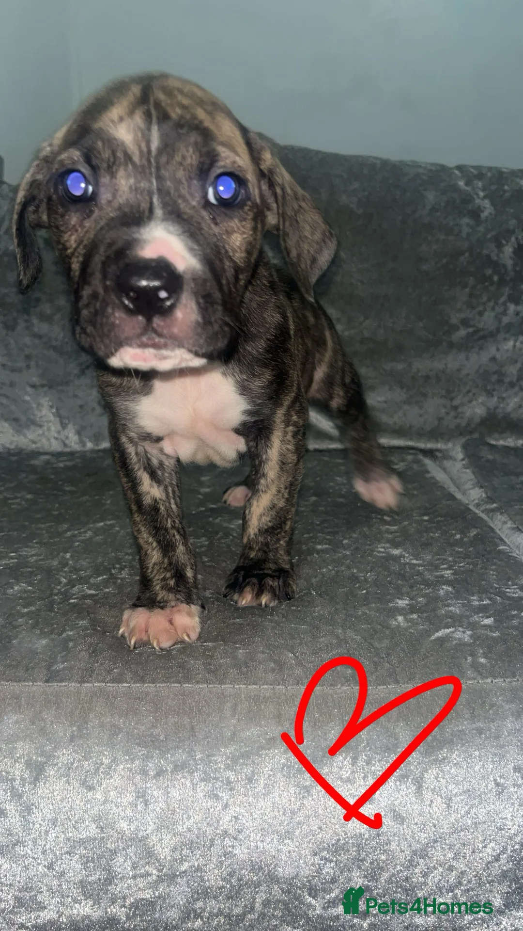 Mixed Breed dogs for sale:  Chunky Staffy x Cane Corso Puppies  - Advert 9