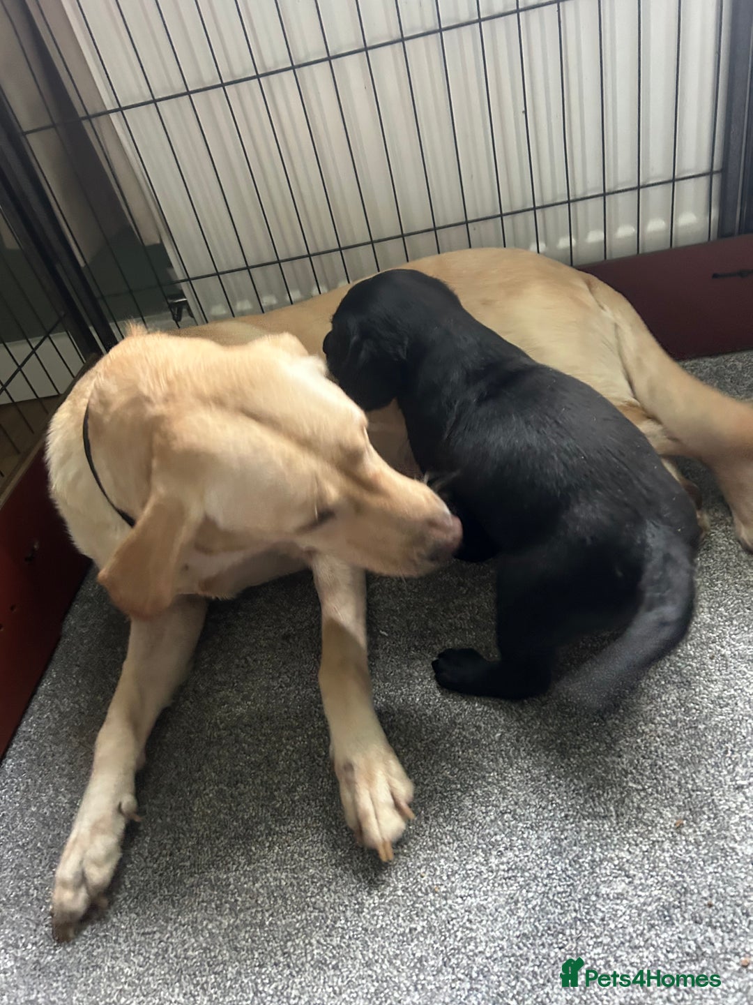 Labrador Retriever dogs for sale: Beautiful Labrador puppies - Advert 9