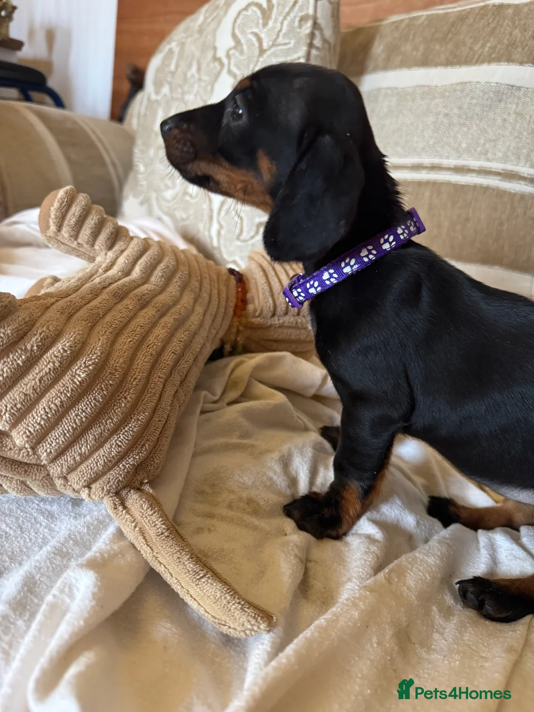 Miniature Dachshund dogs for sale: Miniature dachshunds - Advert 6