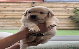 Golden Retriever dogs for sale: Golden Retriever Puppies. Health tested parents. - Image 21