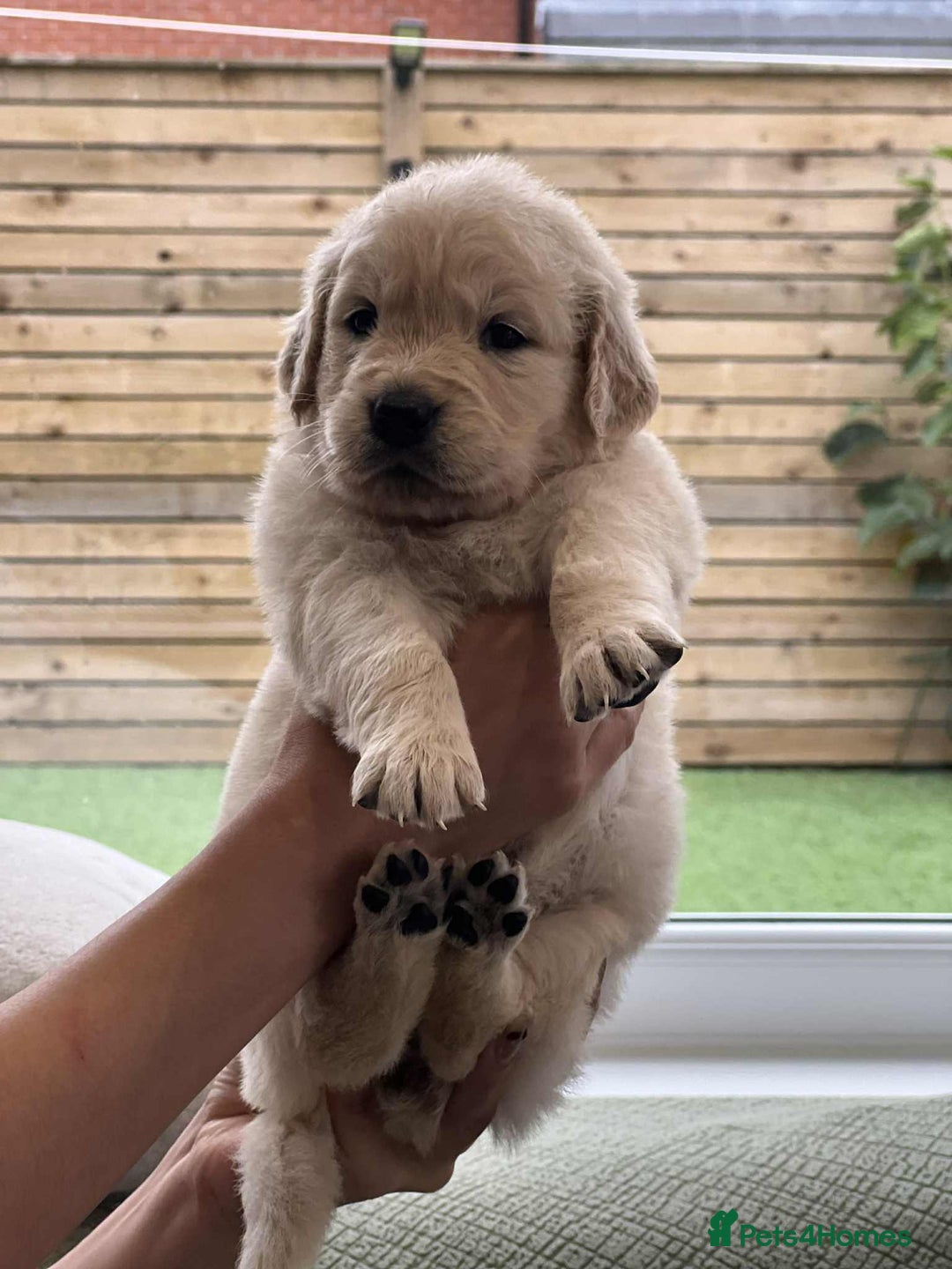 Golden Retriever dogs for sale: Golden Retriever Puppies. Health tested parents. - Image 21
